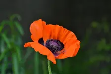 Mohn_0001.webp