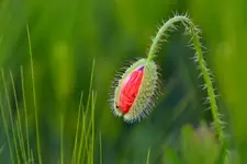 Mohn_0002.webp