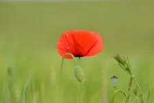 Mohn_0004.webp