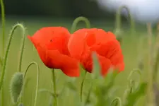 Mohn_0005.webp