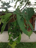 Foto 5.webp
