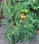 IMG_0805.webp