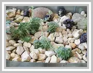 010.webp
