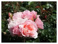 026.webp