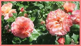 079.webp