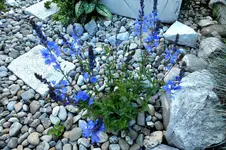 2014_0531Frühling0044 -.webp