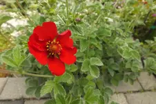 sonnenröschen.webp