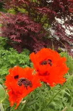 2014_0603Frühling0011.webp
