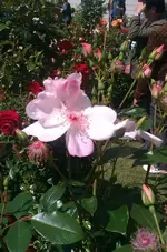 IMG-20140530-WA0019.webp