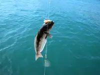 Fishing day 2014 (13)o.webp