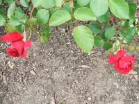 Garten 2014 001.webp