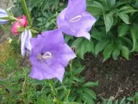 Garten 2014 003.webp