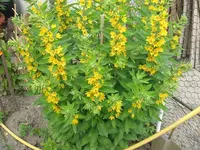 Garten 2014 005.webp