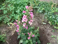 Garten 2014 008.webp