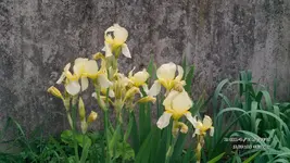 FILE0313.webp