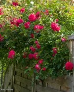 IMG_0484.webp