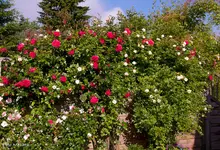 IMG_0477.webp