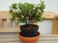 SAM_4301.webp