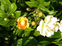 DSCN8424.webp