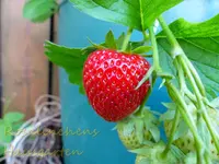 Erdbeere.webp