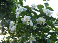 Jasmin.webp