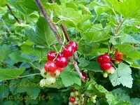 Johannisbeere.webp