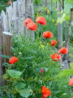 Klatschmohn.webp