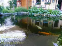 Koi (2).webp