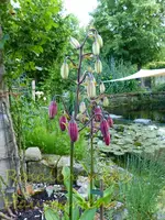Lilien.webp