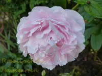 Pfingstrose rosa (1).webp