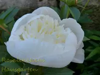 Pfingstrose weiss.webp