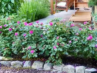 Rose de Resht.webp