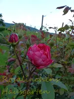 Strauchrosen (1).webp