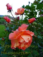 Strauchrosen (2).webp