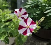 streifenpetunie.webp