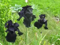 black tie aff_1024x768.webp