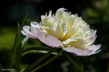 IMG_0496.webp