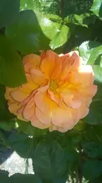 WP_20140530_001.webp
