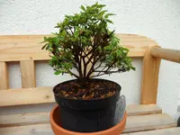 SAM_4304.webp