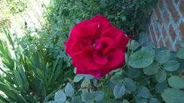 WP_20140604_001.webp