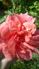 WP_20140604_004.webp