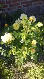 WP_20140604_005.webp