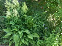 HPIM0660.webp