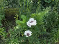 HPIM0666.webp