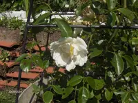 HPIM0642.webp