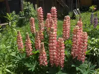 HPIM0643.webp