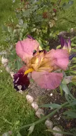 WP_20140524_001.webp