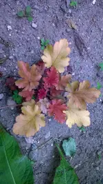 WP_20140601_001.webp