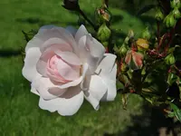 DSC01782.webp