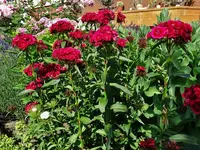 DSC01783.webp